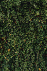 green ivy leaves