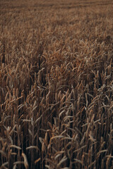 field of wheat