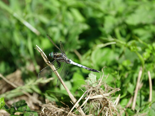 Libellule sur brindille