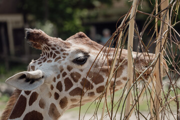 close up of a giraffe