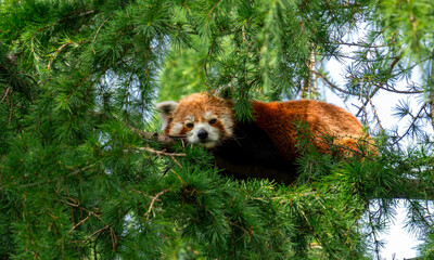 red panda bear in forest © NielsBaars