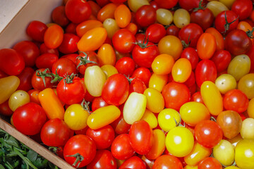 Kleine bunten Tomaten