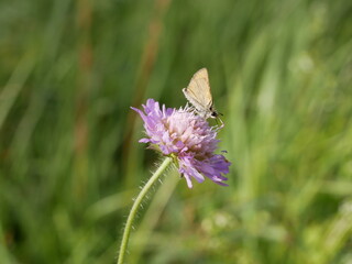 A small butterfly with folded wings collects nectar on a field scabious flower on a sunny summer day. Pollination of medicinal plants in the meadow.
