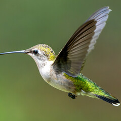 Ruby Throated Hummingbird in flight.