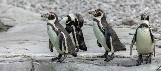 Group of Magellanic penguins gather together on the rocky coast © © Raymond Orton