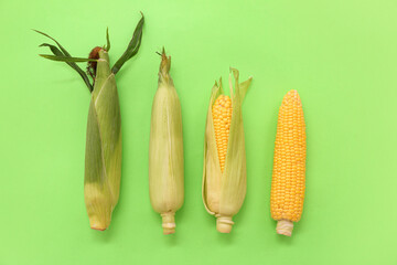 Fresh corn cobs on green background