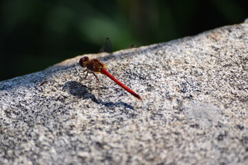 ant on a stone