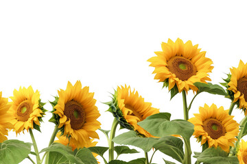 Obraz premium Field of sunflowers. isolated object, transparent background