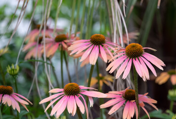Pink Echinacea flowers growing under a small palm. Echinacea are also known as coneflowers or rudbeckia, photographed in mid summer at RHS Wisley garden in Surrey UK. 