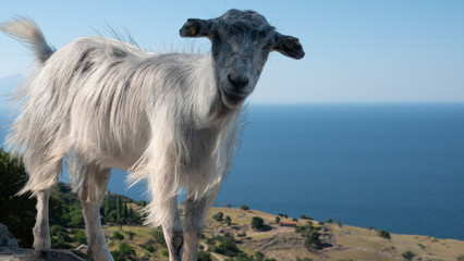 Obraz premium A goat roaming freely in the Pınarbaşı Çınaraltı region of Gökçeada asks tourists for tea and sugar.Çanakkale, Turkey