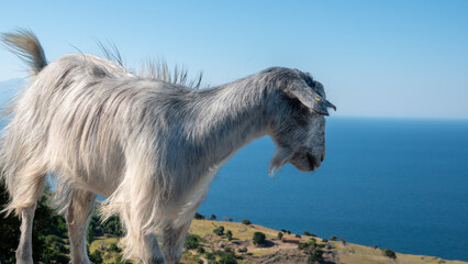 A goat roaming freely in the Pınarbaşı Çınaraltı region of Gökçeada asks tourists for tea and sugar.Çanakkale, Turkey