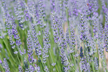 Fototapeta premium Lavendelblüte in Frankreich
