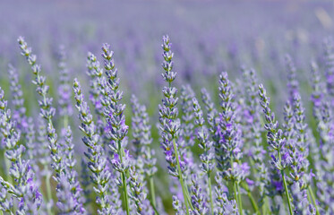Lavendelblüte in Frankreich