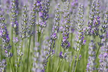 Lavendelblüte in Frankreich