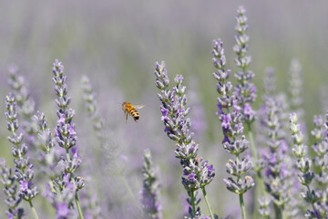 Lavendelblüte mit Biene