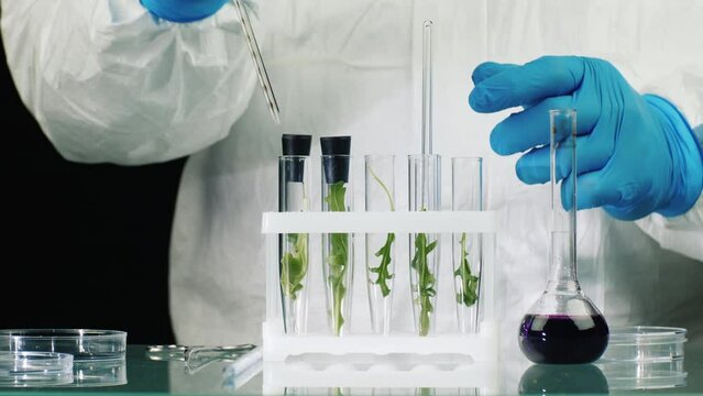 Scientist works with plant samples in lab
