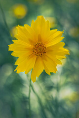 Beautiful yellow flower on blurred  background
