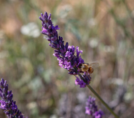 Lavendelblüte mit Biene