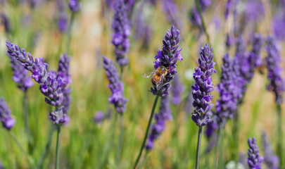 Lavendelblüte mit Biene