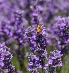 Lavendelblüte mit Biene