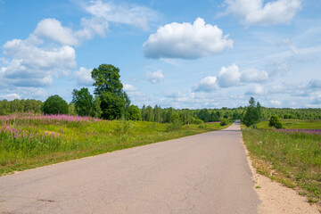 Asphalt road through the forest and fields with blooming willow-tea on a sunny summer day.