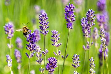 Wildbiene an Lavendel