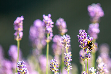 Wildbiene an Lavendel