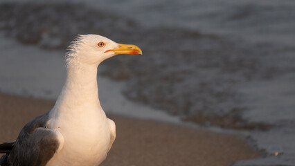A daring strong gull wandering alone on the Aegean coast, spying around for food. macro photography