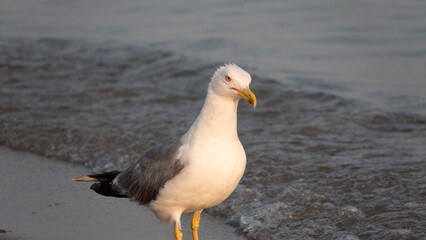 A daring strong gull wandering alone on the Aegean coast, spying around for food. macro photography