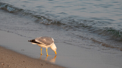 A large seagull wandering alone on the shore of the Aegean Sea sticks its beak into the sand on the beach.