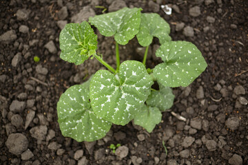 Zucchini. Cultivation of Zucchini
