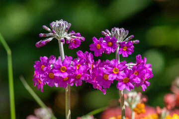 Pink candelabra primrose (primula bulleyana) flowers in bloom