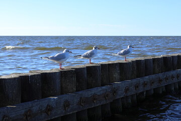 Seagulls on the pier by the sea