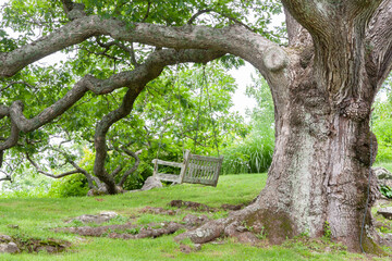 A swing hangs from a branch of an old oak tree. Lightning protection visible on the other side of...