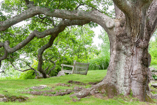 A swing hangs from a branch of an old oak tree. Lightning protection visible on the other side of the tree.