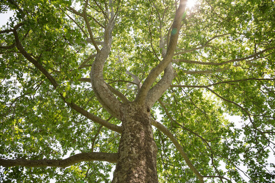 Looking up at a mature London Plane which is very similar to the sycamore.
