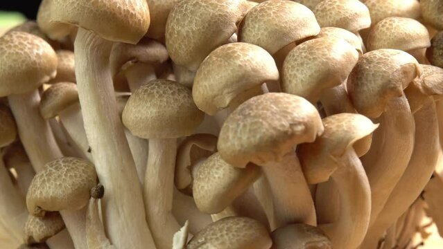 Mycelium of brown beech mushrooms, beech mushrooms or brown clamshell mushroom rotate on wooden background. Edible mushrooms for pasta, stir-fry and mushroom sauce