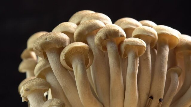 Mycelium of brown beech mushrooms, beech mushrooms or brown clamshell mushroom rotate on wooden background. Edible mushrooms for pasta, stir-fry and mushroom sauce