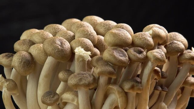 Mycelium of brown beech mushrooms, beech mushrooms or brown clamshell mushroom rotate on wooden background. Edible mushrooms for pasta, stir-fry and mushroom sauce