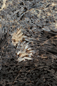 Closeup of fossilized palmwood textured background