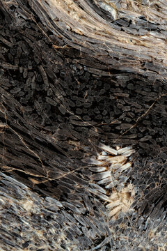 Closeup of fossilized palmwood textured background