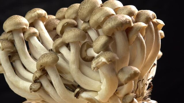 Mycelium of brown beech mushrooms, beech mushrooms or brown clamshell mushroom rotate on wooden background. Edible mushrooms for pasta, stir-fry and mushroom sauce