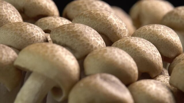 Mycelium of brown beech mushrooms, beech mushrooms or brown clamshell mushroom rotate on wooden background. Edible mushrooms for pasta, stir-fry and mushroom sauce