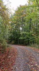 path in the autumn forest