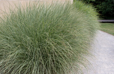 Miscanthus sinensis or Chinese silver grass border