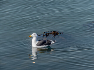Fototapeta premium seagull swimming and floating in the chilean sea with seaweed