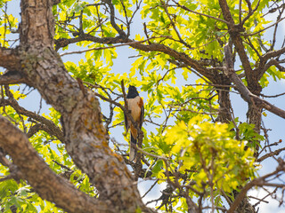 Fototapeta premium Close up shot of a Spotted towhee
