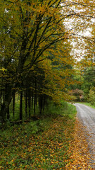 tree lined path in the autumn forest
