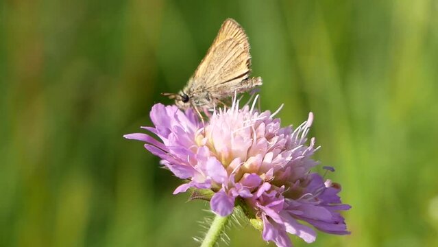 A small butterfly with folded wings collects nectar on a field scabious flower on a sunny summer day. Pollination of medicinal plants in the meadow.