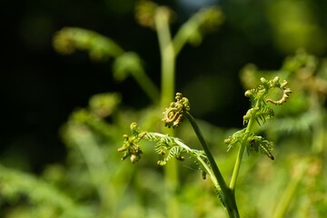 New Fern fronds starting to unfurl in late spring